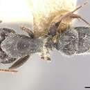 Plancia ëd Camponotus naegelii Forel 1879