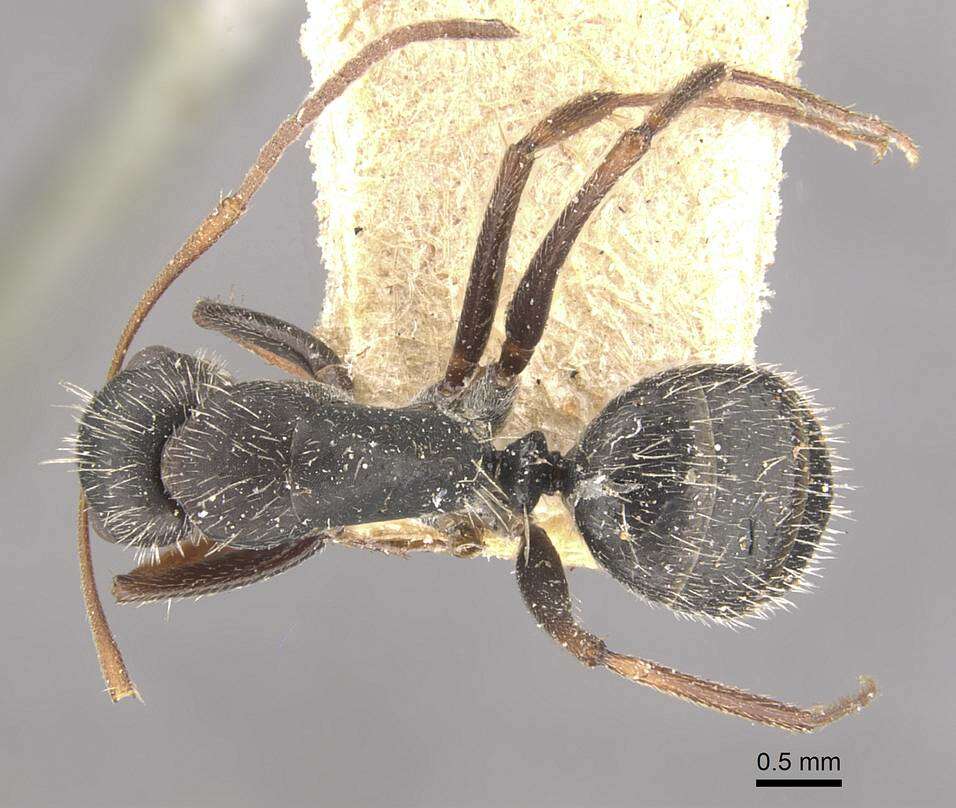 Plancia ëd Camponotus naegelii Forel 1879