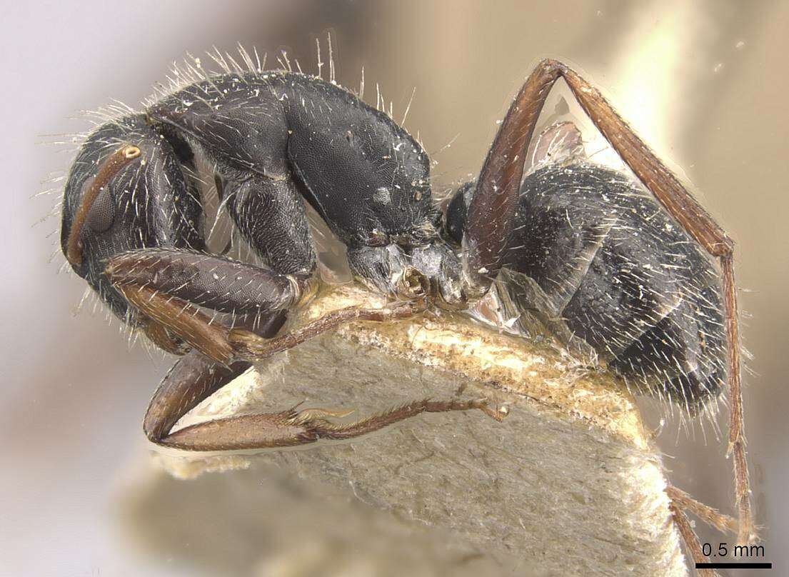 Plancia ëd Camponotus naegelii Forel 1879