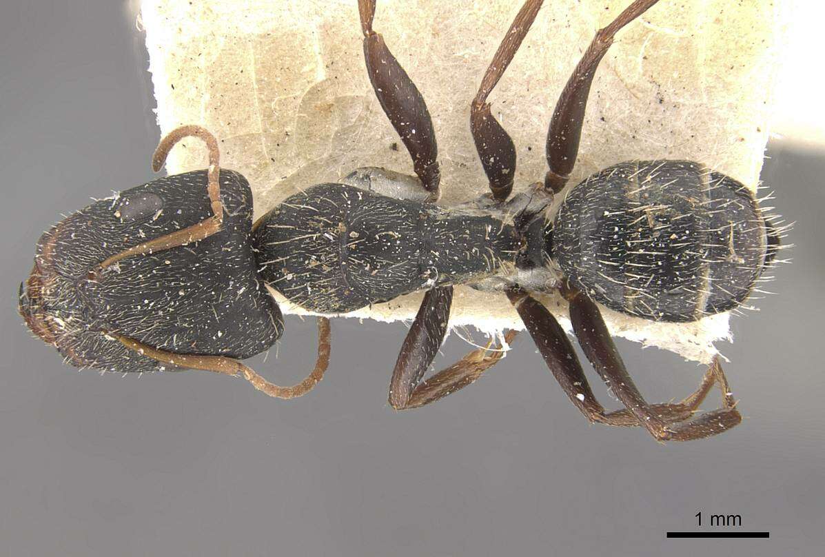 Plancia ëd Camponotus trapeziceps Forel 1908