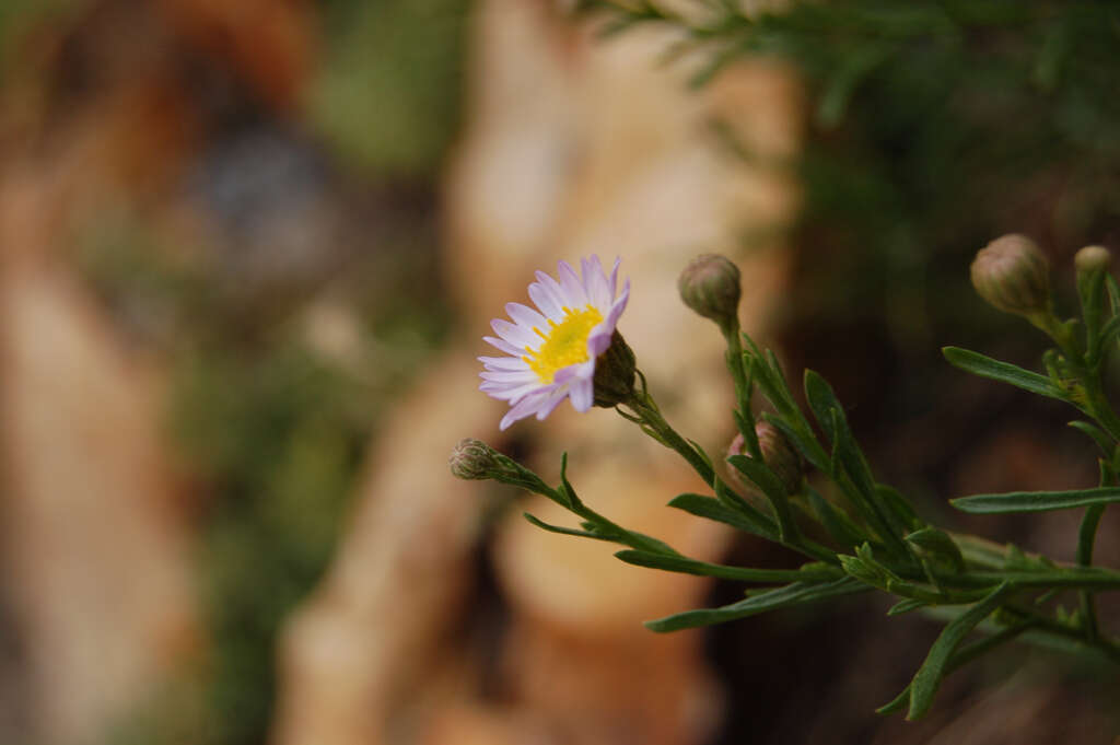 Image de Erigeron arenarioides (D. C. Eat. ex Gray) Rydb.