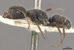 Image of Camponotus trapeziceps Forel 1908
