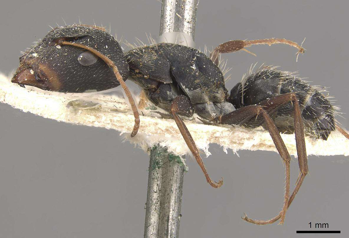 Sivun Camponotus trapeziceps Forel 1908 kuva