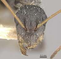 Image of Camponotus trapeziceps Forel 1908