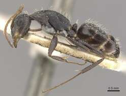 Image of Camponotus trapeziceps Forel 1908