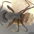 Image of Camponotus capperi Forel 1899