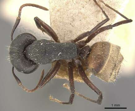 Image of Camponotus capperi Forel 1899