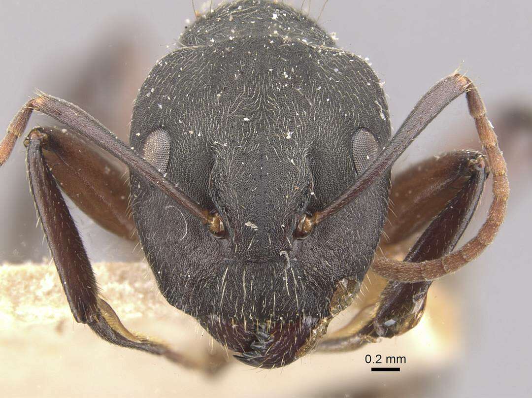 Image of Camponotus capperi Forel 1899