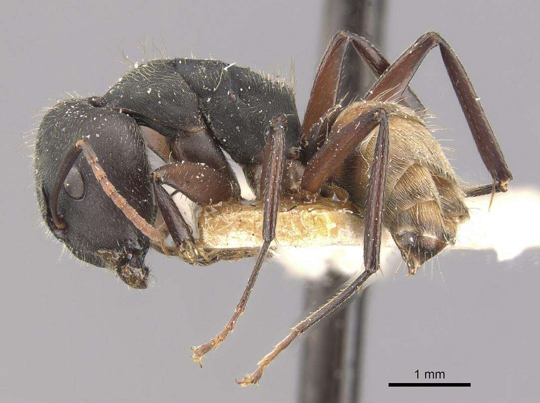 Image of Camponotus capperi Forel 1899