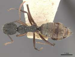 Image of Camponotus capperi Forel 1899