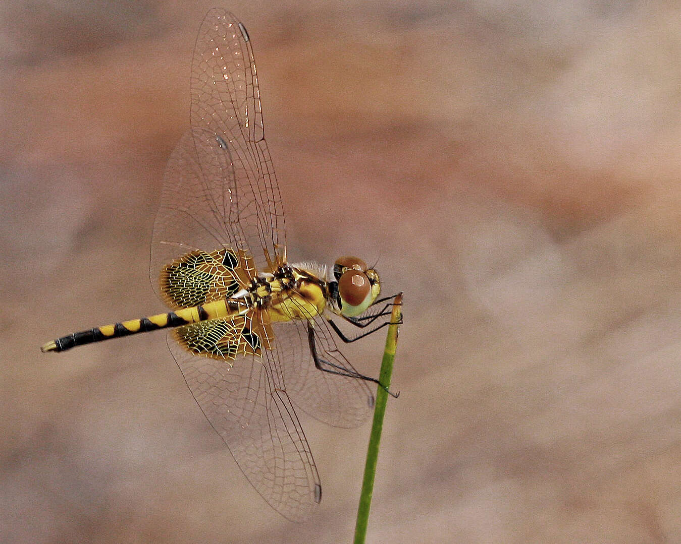 Imagem de Celithemis amanda (Hagen 1861)