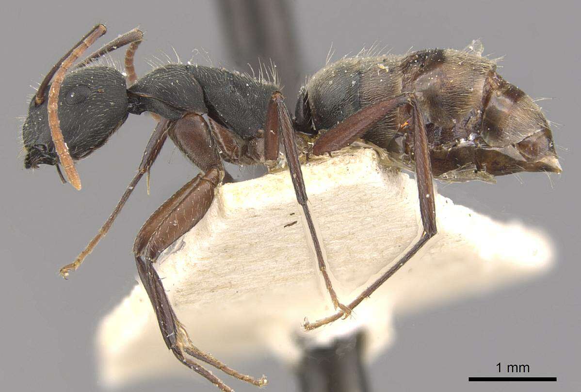 Image of Camponotus capperi Forel 1899