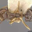 Image of Camponotus alboannulatus Mayr 1887