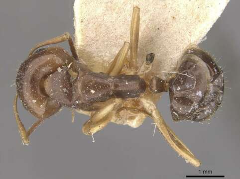 Image de Camponotus alboannulatus Mayr 1887
