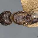Image of Camponotus moelleri Forel 1912