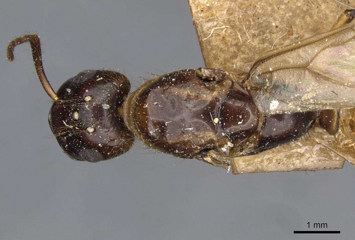 Imagem de Camponotus moelleri Forel 1912