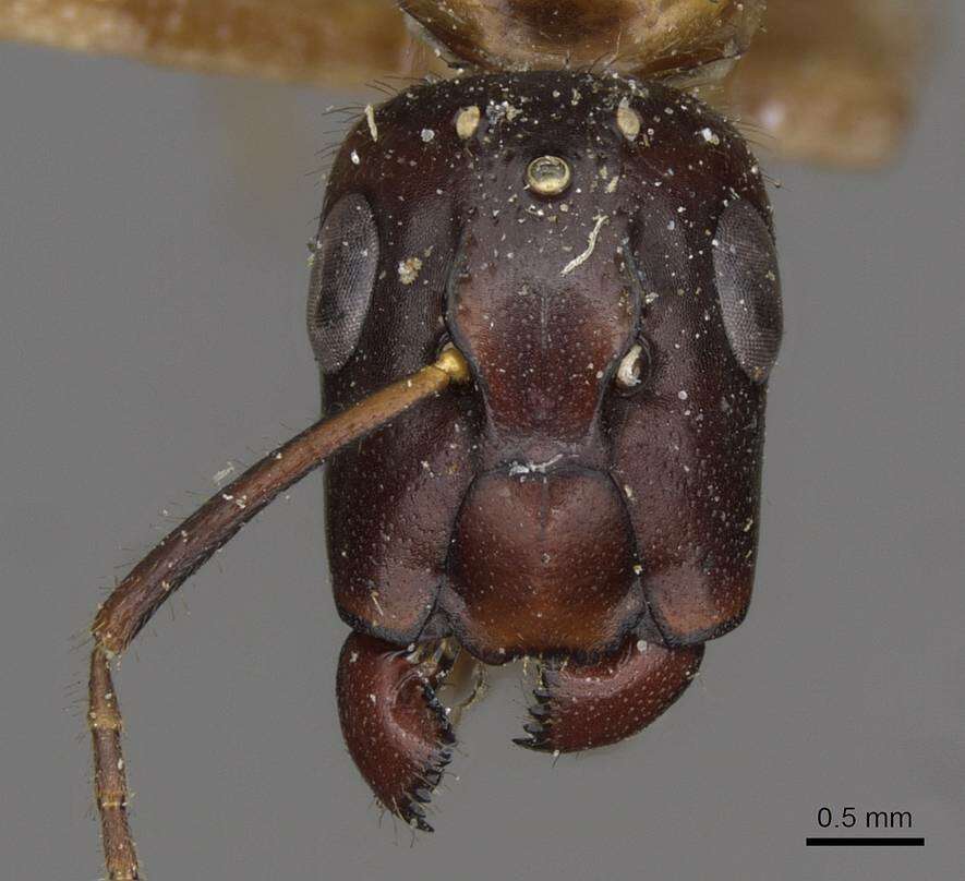 Imagem de Camponotus moelleri Forel 1912