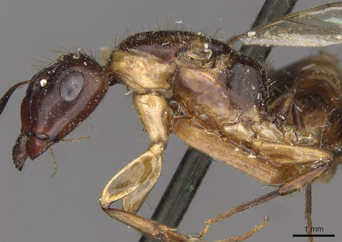 Imagem de Camponotus moelleri Forel 1912