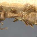 Imagem de Camponotus semoni Forel 1905