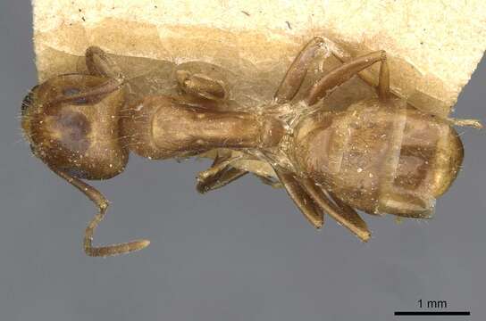 Imagem de Camponotus semoni Forel 1905