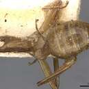 Image of Camponotus ustus Forel 1879
