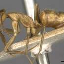 Imagem de Camponotus arhuacus