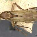 Image of Camponotus ulei Forel 1904