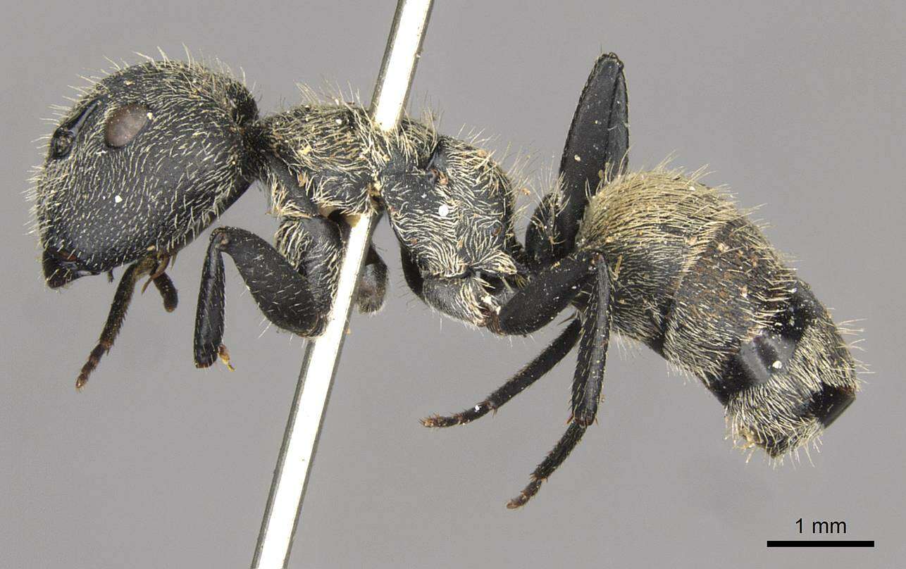 Imagem de Camponotus arboreus (Smith 1858)