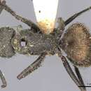 Image of Camponotus auricomus Roger 1862