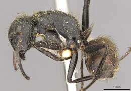 Image of Camponotus auricomus Roger 1862