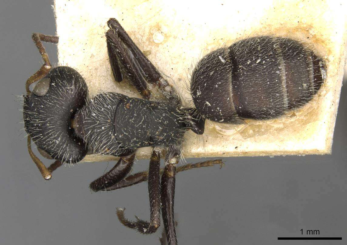 Plancia ëd Camponotus brettesi Forel 1899