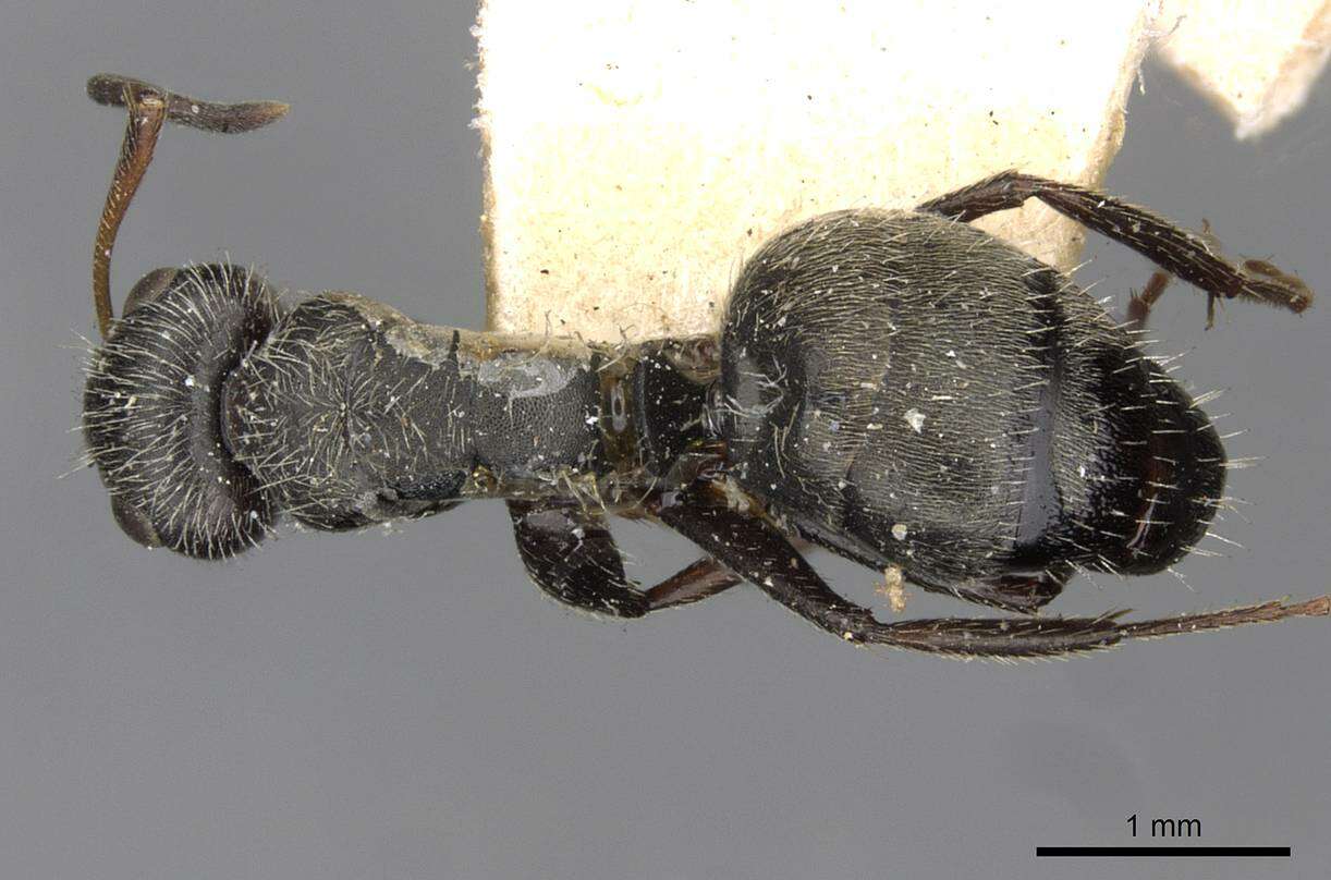 Plancia ëd Camponotus brettesi Forel 1899