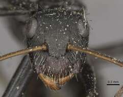 Image de Camponotus crassus Mayr 1862