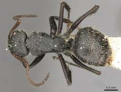 Image of Camponotus brasiliensis Mayr 1862