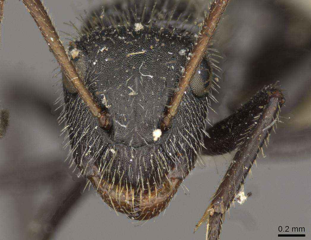 Image of Camponotus brasiliensis Mayr 1862