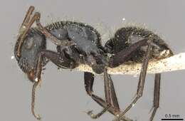 Image of Camponotus brasiliensis Mayr 1862