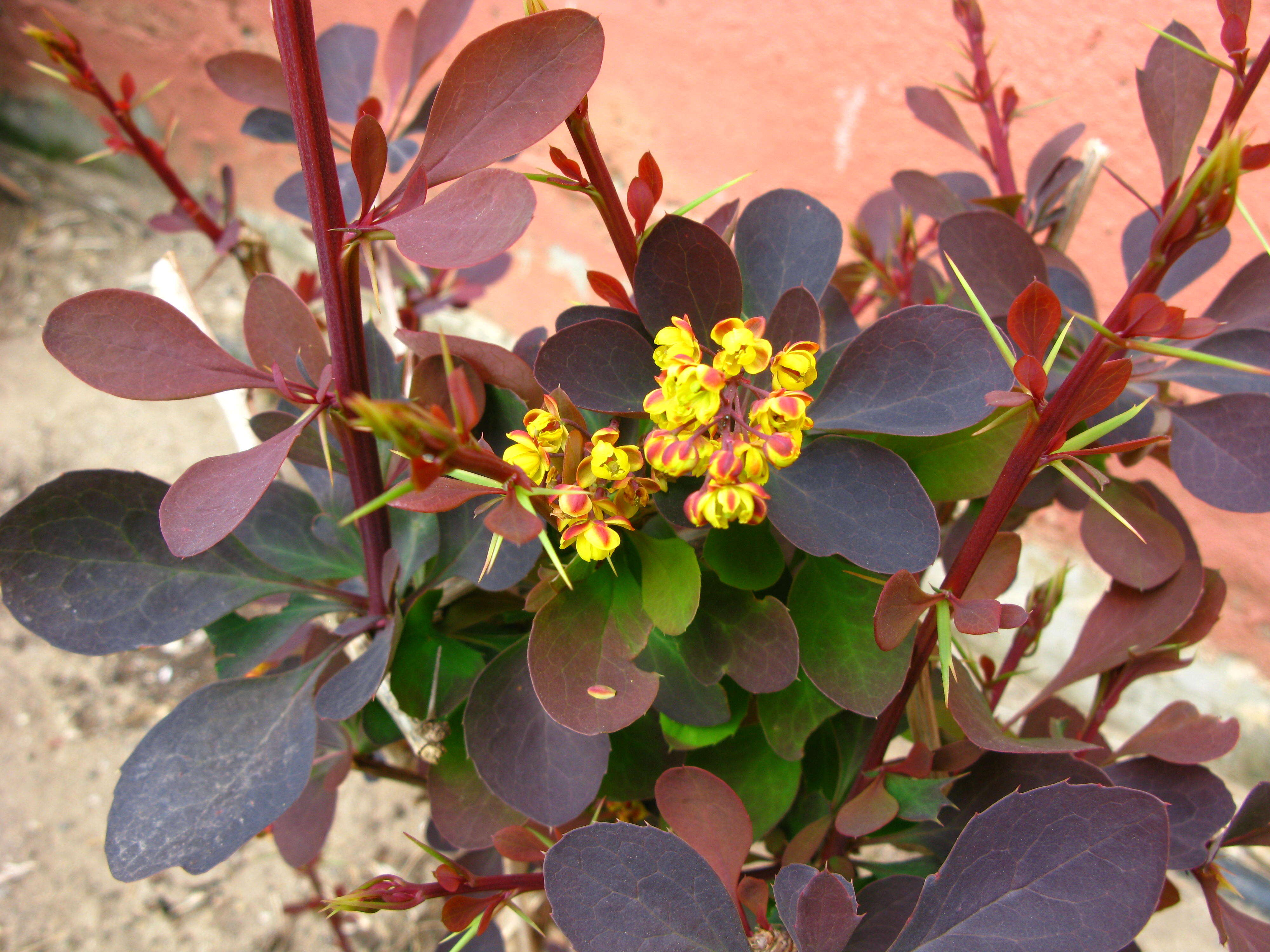 Image of Japanese barberry