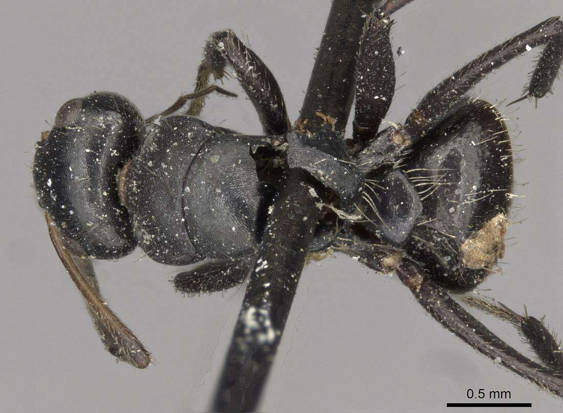 Image of Camponotus excisus Mayr 1870