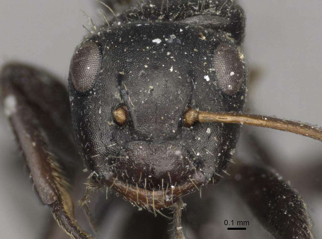 Image of Camponotus excisus Mayr 1870