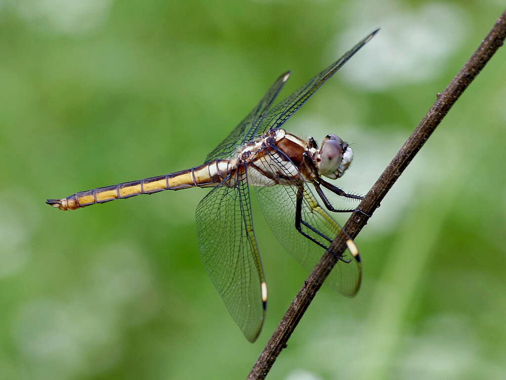 Слика од Libellula cyanea Fabricius 1775