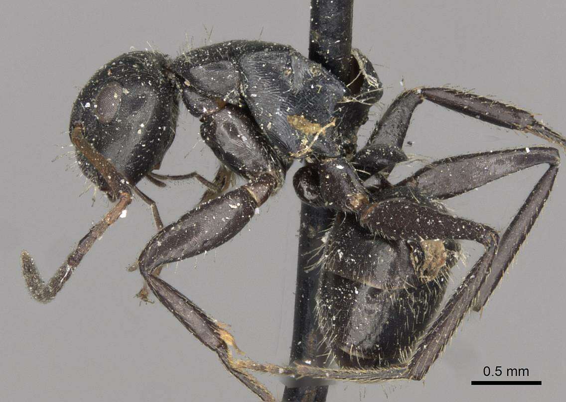 Image of Camponotus excisus Mayr 1870