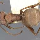 Image of Camponotus formiciformis Forel 1885