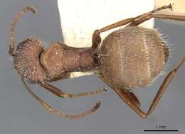 Imagem de Camponotus formiciformis Forel 1885