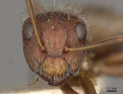 Imagem de Camponotus formiciformis Forel 1885