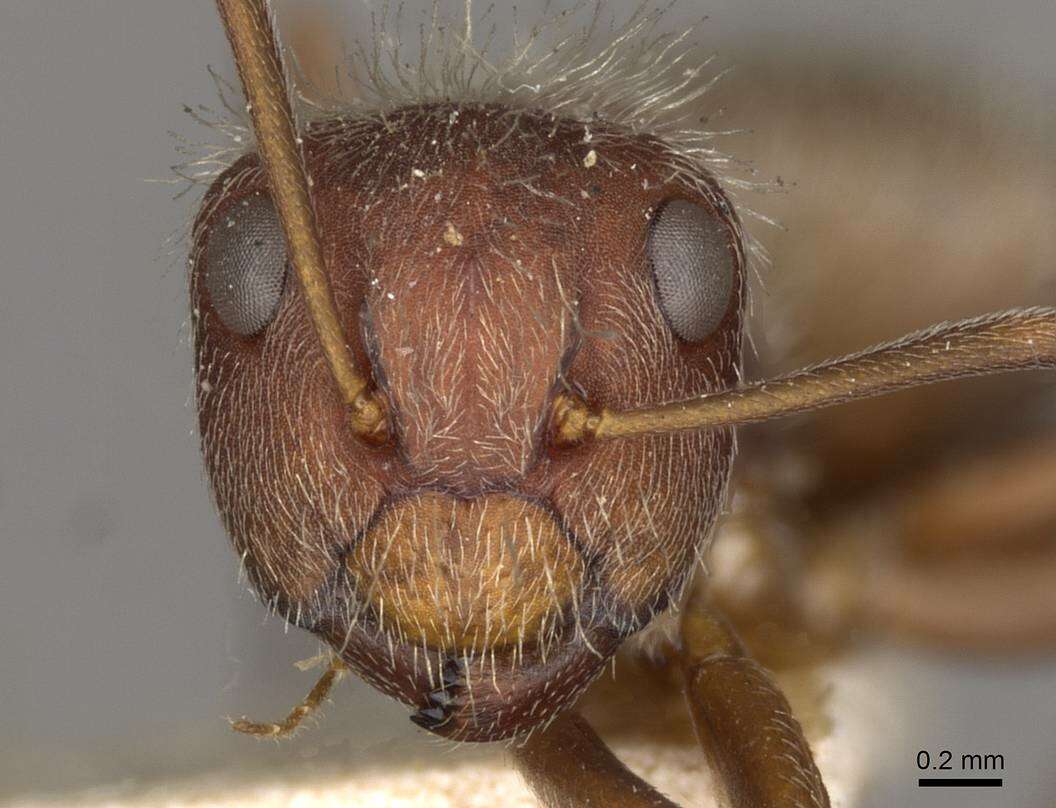 Imagem de Camponotus formiciformis Forel 1885