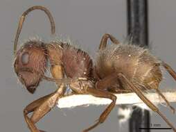 Imagem de Camponotus formiciformis Forel 1885