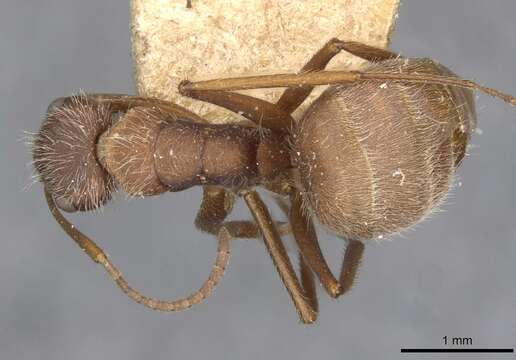 Image of Camponotus formiciformis Forel 1885