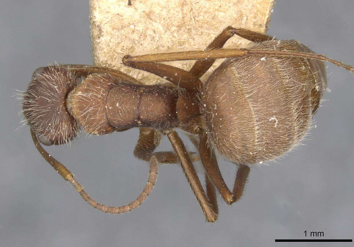 Imagem de Camponotus formiciformis Forel 1885