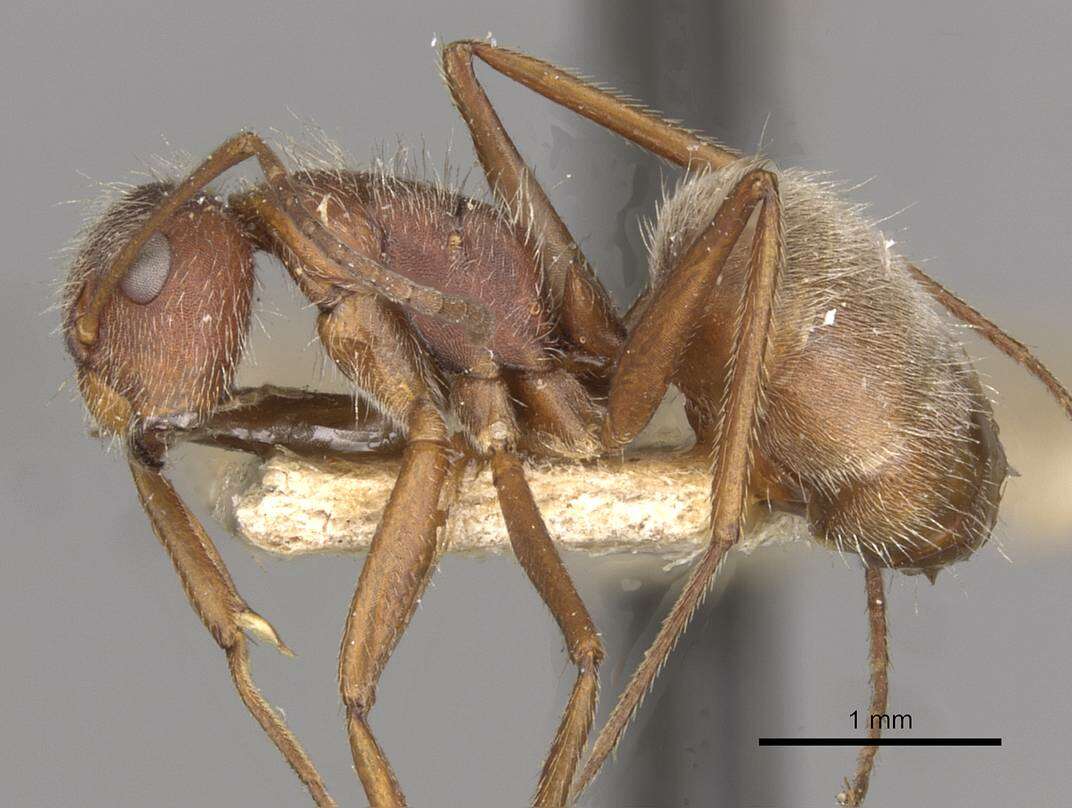 Imagem de Camponotus formiciformis Forel 1885