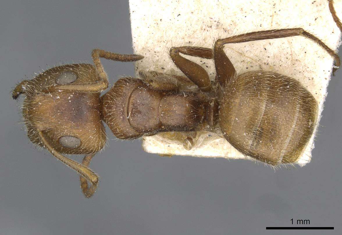 Image of Camponotus pittieri Forel 1899